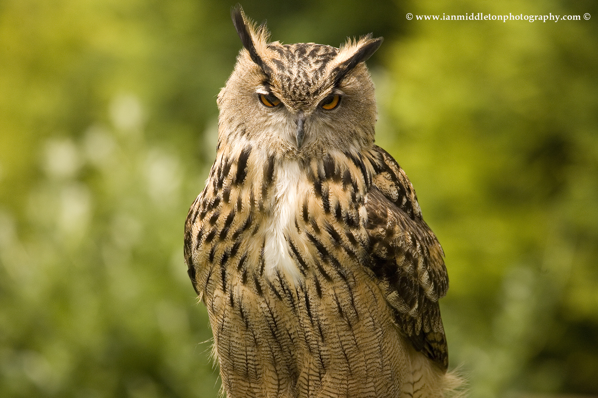 Great horned owl at Exmoor Falconry , Somerset , England .